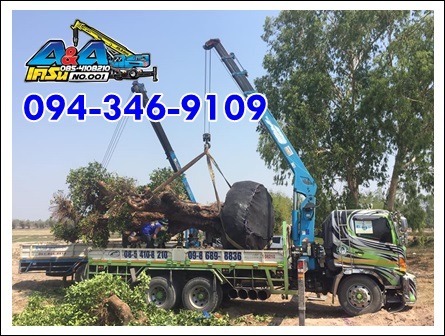 ขนย้ายต้นไม้ขนาดใหญ่